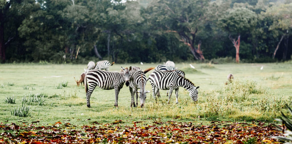 Clark Safari and Adventure Park, Things To Do in Clark