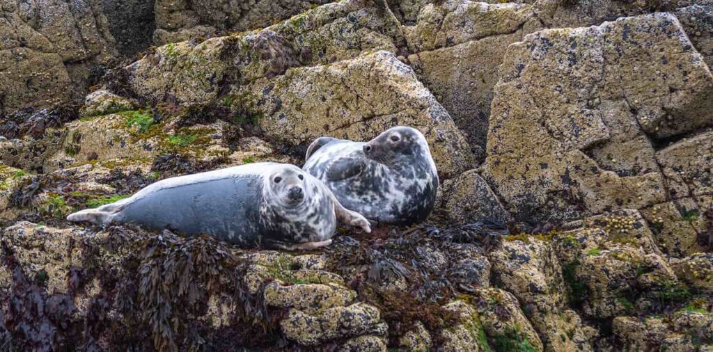 grey seals resting on rocks in the Isle of Mull Inner Hebrides