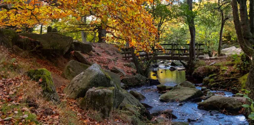 Padley Gorge woodland