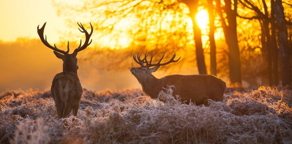 Richmond Park